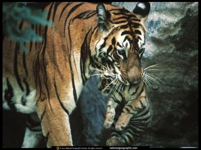 1063255677NGM_199712_COVER.jpg